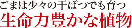 ごまは少々の干ばつでも育つ生命力豊かな植物