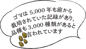 ゴマは5,000年も前から栽培されていた記録があり、品種も3,000種類があると言われています