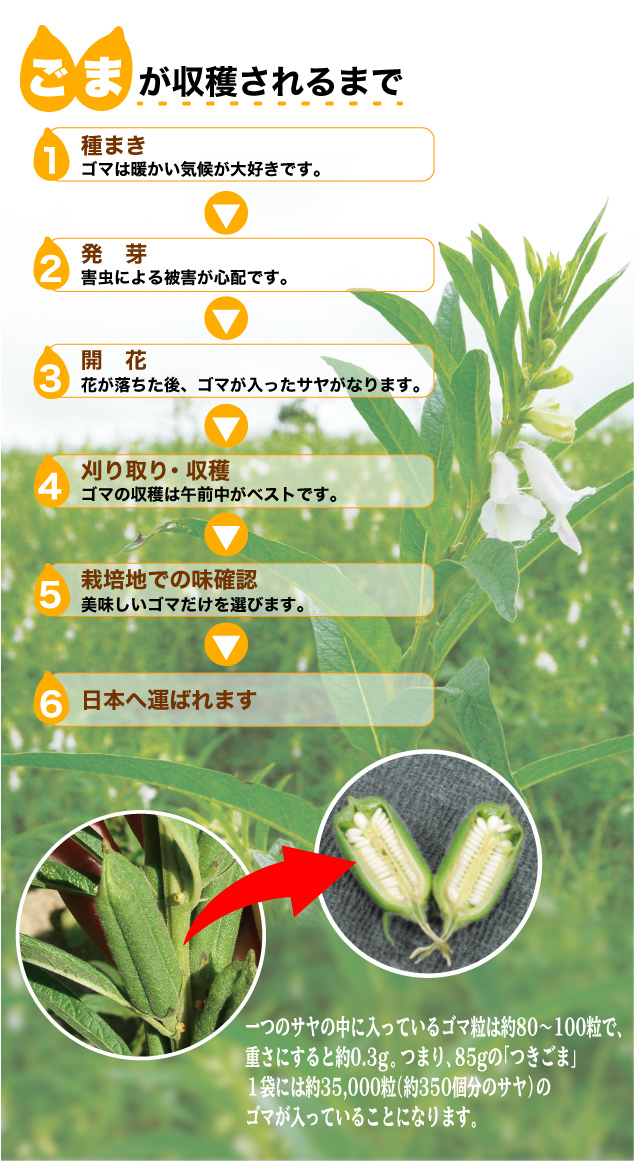 ごまへのこだわり ごまの通販専門店 オニザキ公式ショップ